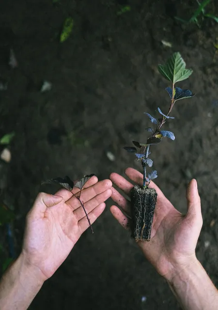 Hands holding a young sapling, a classic picture of sadaqah jariyah